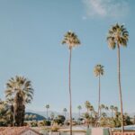 palm trees under blue sky