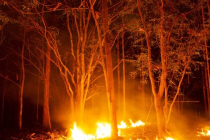 south-carolina-fires