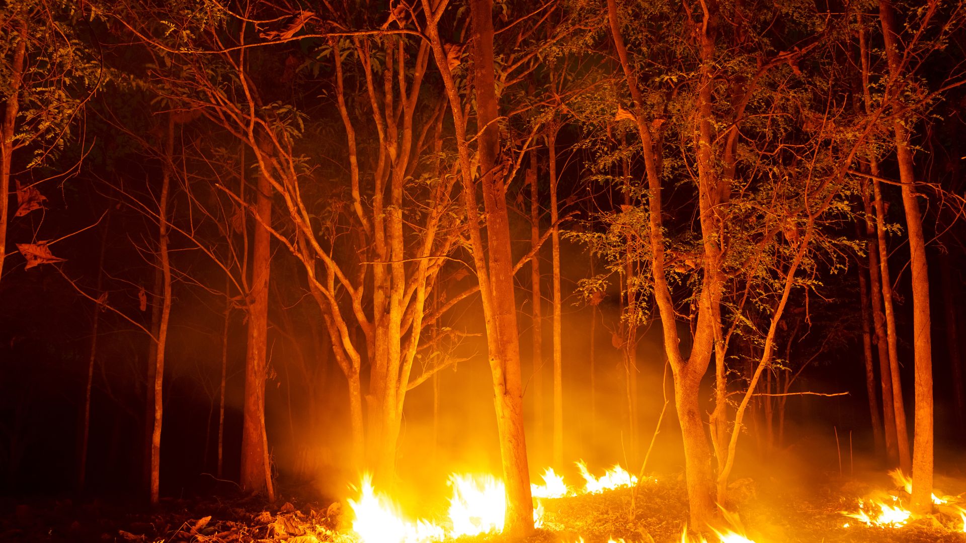 State of Emergency Declared as Wildfires Rage Across South Carolina ...