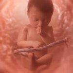 Indiana and Iowa have joined the growing list of states mandating pro-life fetal development videos like Baby Olivia in schools. Over 3 million students will see the humanity of unborn children.