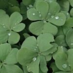 Discover the meaning behind Saint Patrick’s Day—from the Christian legacy of Saint Patrick to the lasting influence of Irish heritage in America and around the world.