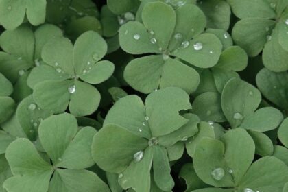 Discover the meaning behind Saint Patrick’s Day—from the Christian legacy of Saint Patrick to the lasting influence of Irish heritage in America and around the world.