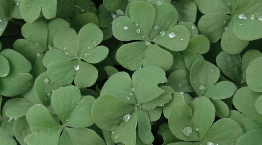 Discover the meaning behind Saint Patrick’s Day—from the Christian legacy of Saint Patrick to the lasting influence of Irish heritage in America and around the world.