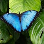 Butterfly perched on a leaf