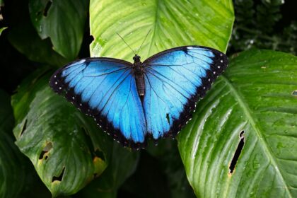 Butterfly perched on a leaf