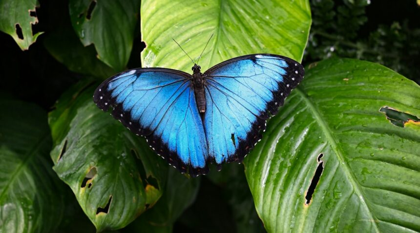Butterfly perched on a leaf