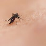 Close-up of a mosquito illustrating West Nile virus risk in Long Beach