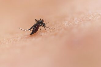 Close-up of a mosquito illustrating West Nile virus risk in Long Beach