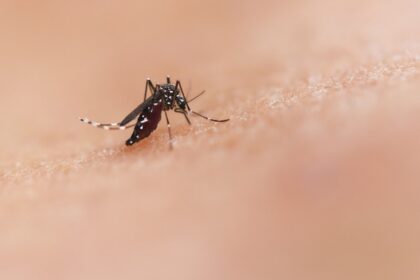 Close-up of a mosquito illustrating West Nile virus risk in Long Beach