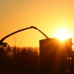 Combine harvester loading grain into a trailer at sunset as farmers face record diesel costs
