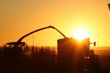 Combine harvester loading grain into a trailer at sunset as farmers face record diesel costs