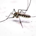 Mosquito associated with West Nile virus coverage