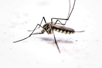 Mosquito associated with West Nile virus coverage