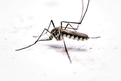Mosquito associated with West Nile virus coverage
