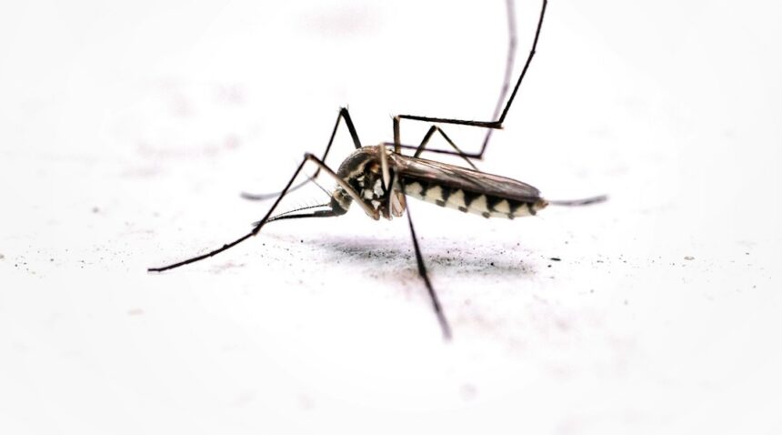 Mosquito associated with West Nile virus coverage