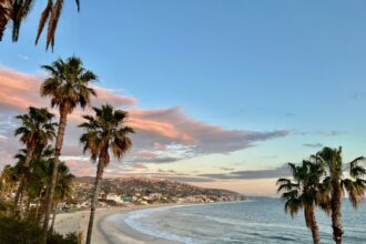 Orange County coastal palm trees during hot weather