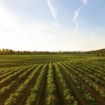 Rows of green crops on a farm at sunset