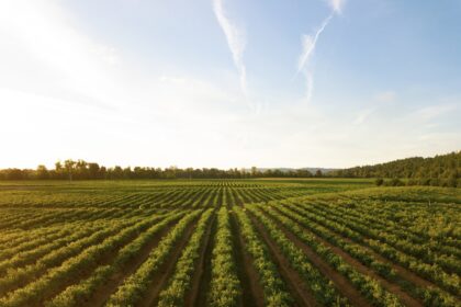Rows of green crops on a farm at sunset