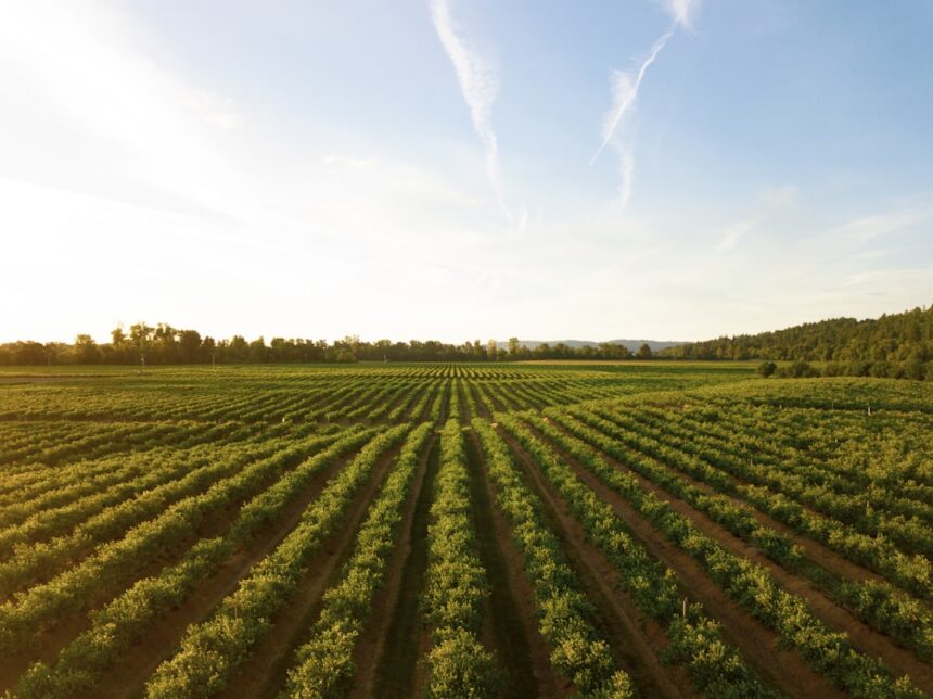 Rows of green crops on a farm at sunset