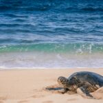 Sea turtle on a sandy beach near a nesting area