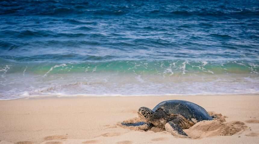 Sea turtle on a sandy beach near a nesting area