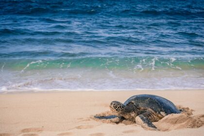 Sea turtle resting on a sandy beach
