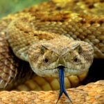 Snake photographed on natural ground, illustrative image