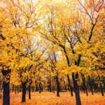 fall-back-clocks