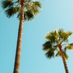 Palm tree beneath a sunny sky; illustrative weather photograph.