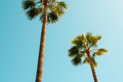 Palm tree beneath a sunny sky; illustrative weather photograph.