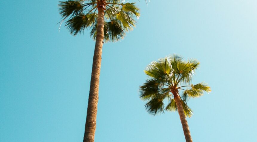 Palm tree beneath a sunny sky; illustrative weather photograph.